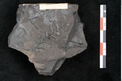 Foto (Detailansicht) von Palissya podocarpoides Ettingshausen (NHMW-GEO-2024-0188-10309)